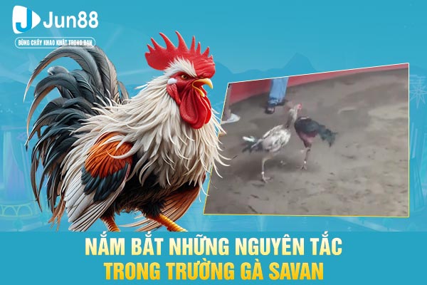 Nắm bắt những nguyên tắc trong trường gà Savan