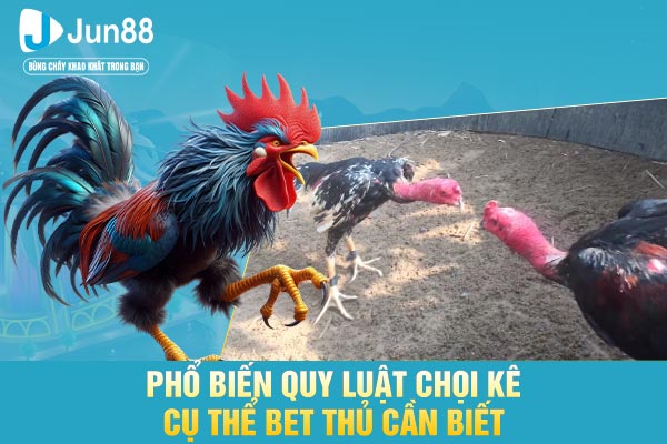 Phổ biến quy luật chọi kê cụ thể bet thủ cần biết